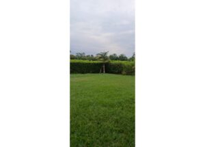 Green lawn with a trimmed hedge and a young palm tree against a cloudy sky.