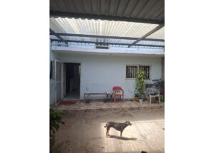 Dog standing on a sunlit concrete courtyard in front of a pale blue house with a metal-framed transparent canopy and potted plants on a stone tile ledge behind a red plastic chair and open door.