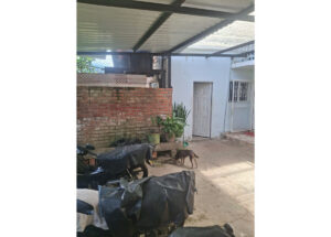 Small brown dog sniffing near potted plants on a concrete patio beside motorcycles under a metal roof, with a blue house and white door in the background.