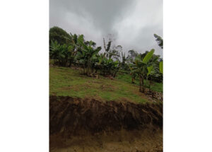 Banana plants on a grassy slope with eroded soil at the base and a cloudy sky above.