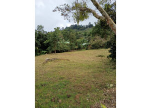 Grassy clearing with a pile of branches, surrounded by trees and a forested hillside in the distance under a cloudy sky.