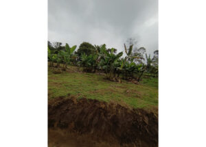 Banana plants on a sloped, grassy hillside with exposed brown soil at the foreground under a cloudy sky.