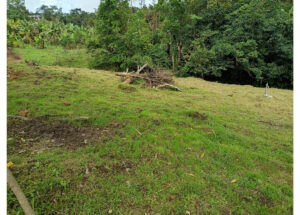Grassy clearing with a pile of fallen branches and logs in the center, backed by dense trees and banana plants to the left.