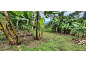 Banana trees in a small plantation with green grass and scattered fallen leaves on the ground, under a partly cloudy sky.