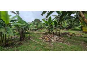 Banana plantation with young banana trees and piles of dried leaves on the ground