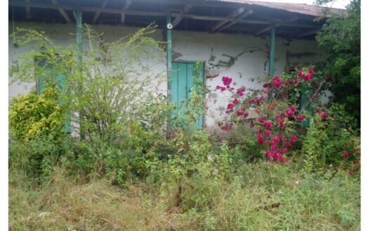 Old cottage with turquoise doors and a wild, overgrown garden; pink roses grow along the wall behind the plants.