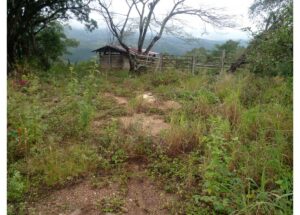Overgrown dirt path leading to a wooden fence and small shed, with trees and distant hills in the background.
