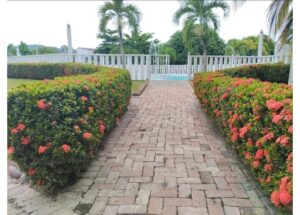 Brick-paved path flanked by pink flowering hedges, leading to a white gate and pool beyond.