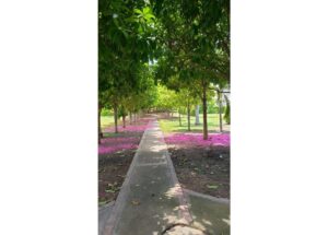 Straight concrete garden path flanked by trees, pink flower petals scattered along the ground on both sides of the walkway.
