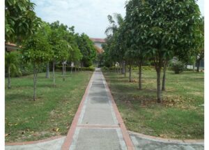 Paved walkway through a park lined with small trees on both sides, with grass and fallen leaves nearby.