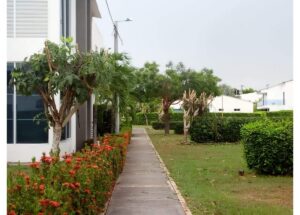 Concrete sidewalk bordered by red flowering shrubs leads past a modern white building with glass windows on the left and neatly trimmed hedges on the right.