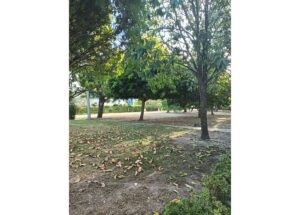 Park with tall trees, dappled sunlight, and fallen leaves on the ground near a path.