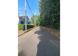 Sunlit residential street lined with a hedge on the left and dense trees on the right, utility poles overhead and fallen leaves on the pavement.