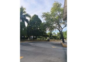 Tree-lined street with a parked motorcycle near a curb, sunny day, building edge visible on the right/right foreground