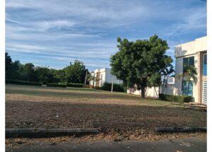 Sunny, open lawn area with a large tree in front of white modern buildings and a blue sky.